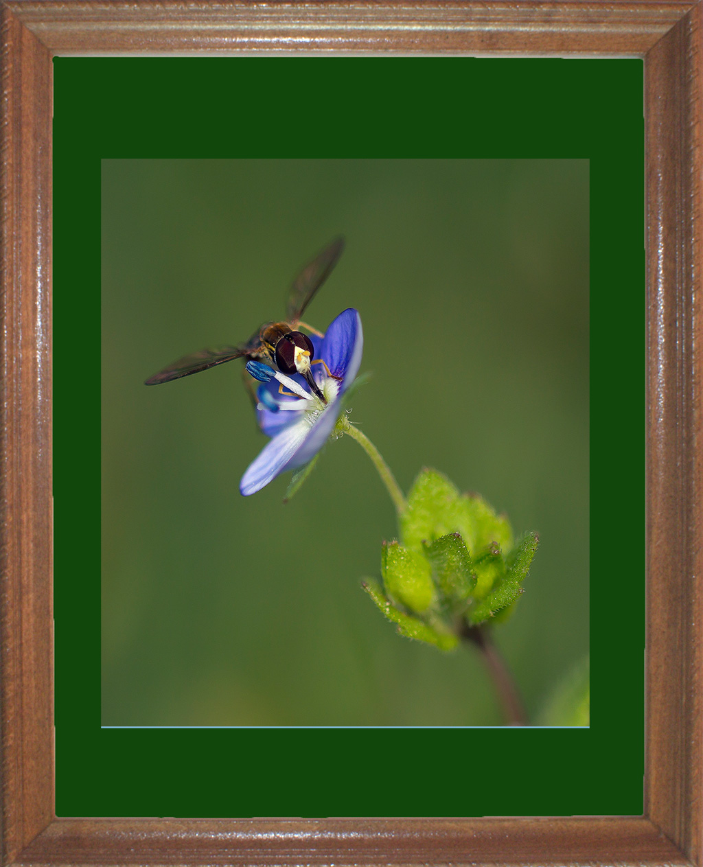 Bee on Flower  #7381