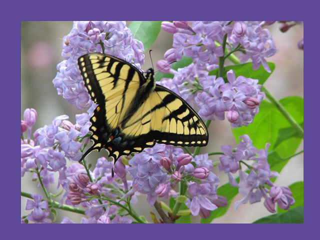 Butterfly on lilac Web1