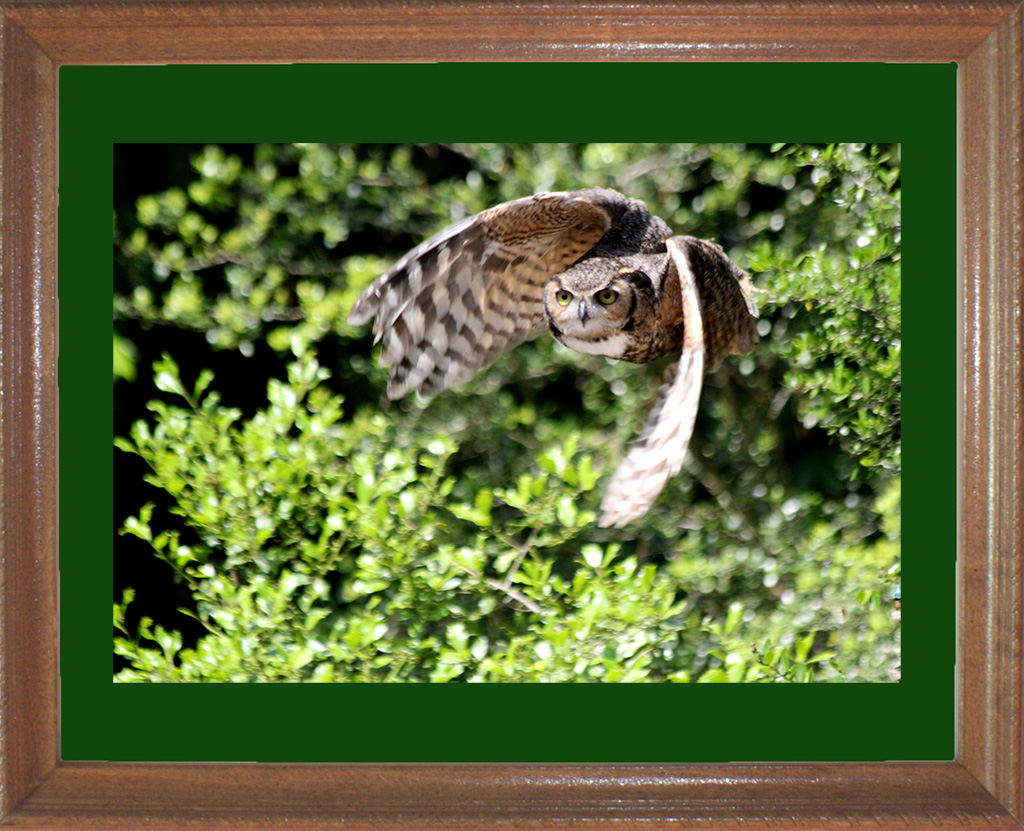 Great Horned Owl in Flight  #1986